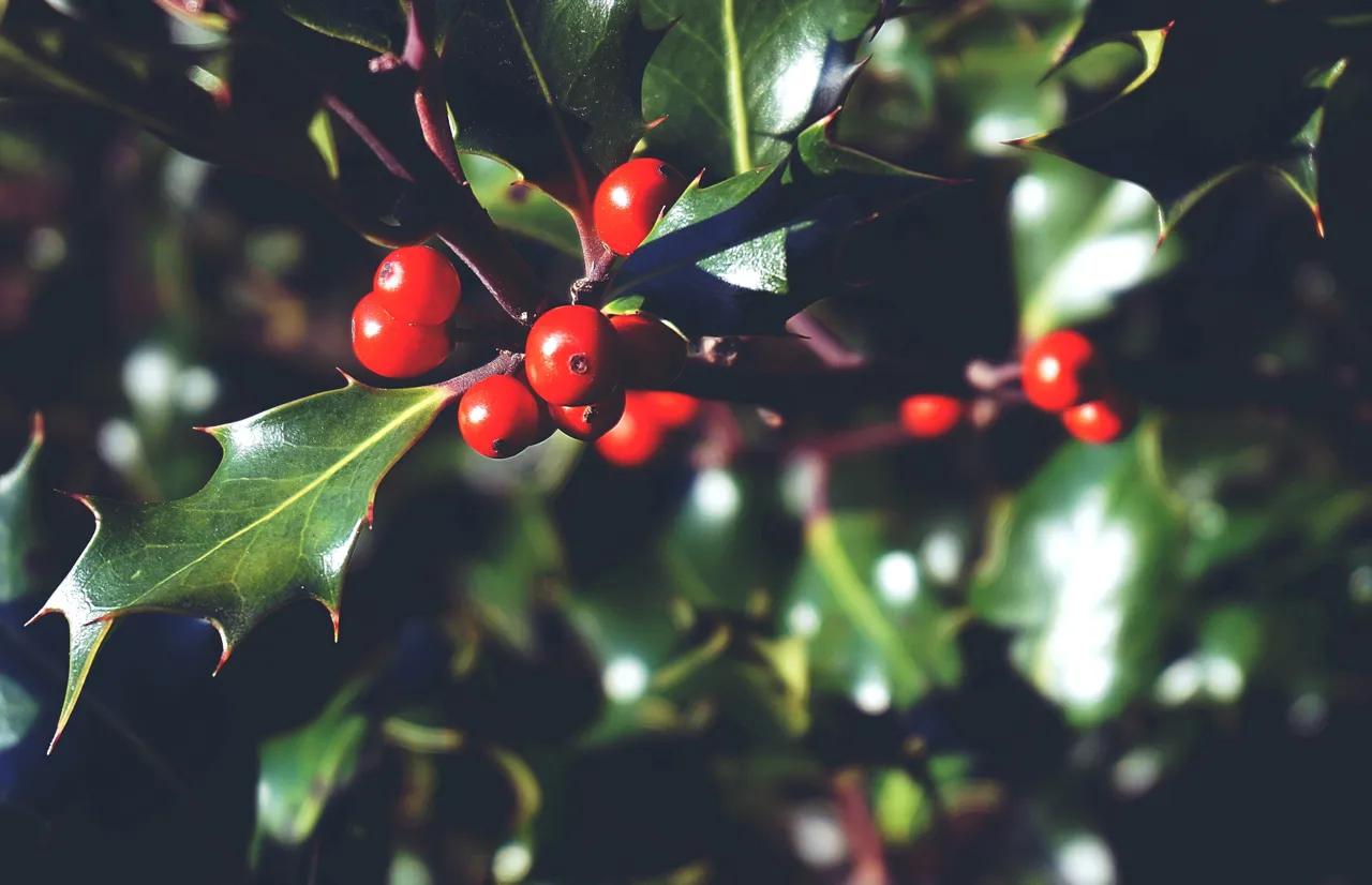Holly garden prickly prickle bush berries